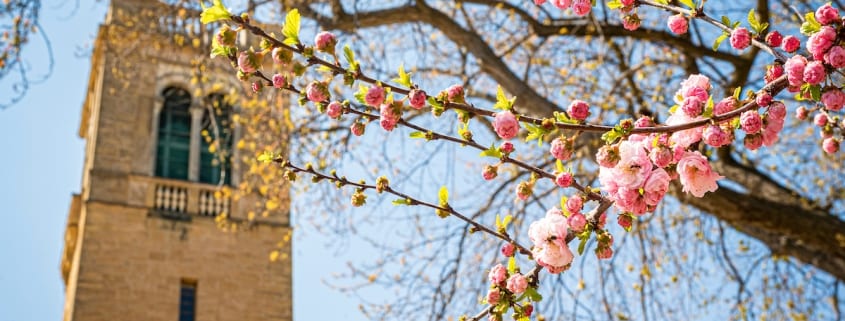 Spring blossoms are pictured near the Carillon Tower at the University of Wisconsin-Madison.