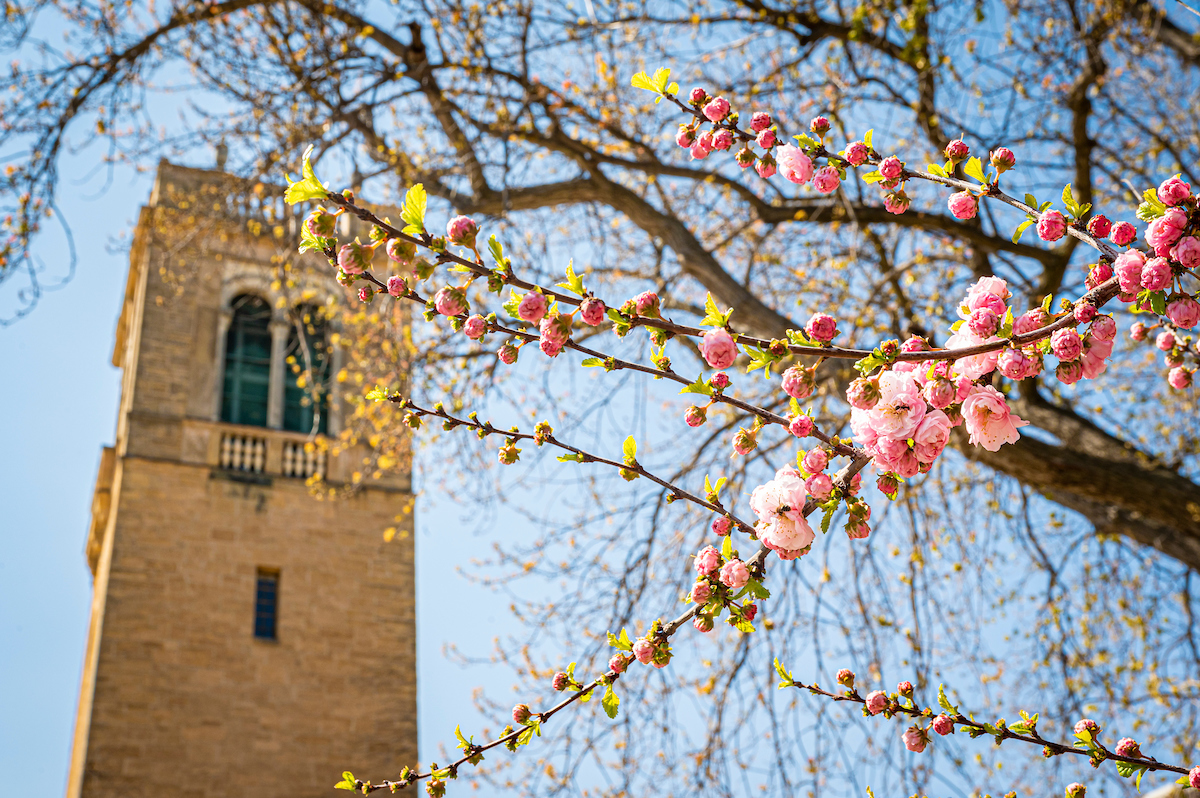 Spring blossoms are pictured near the Carillon Tower at the University of Wisconsin-Madison.