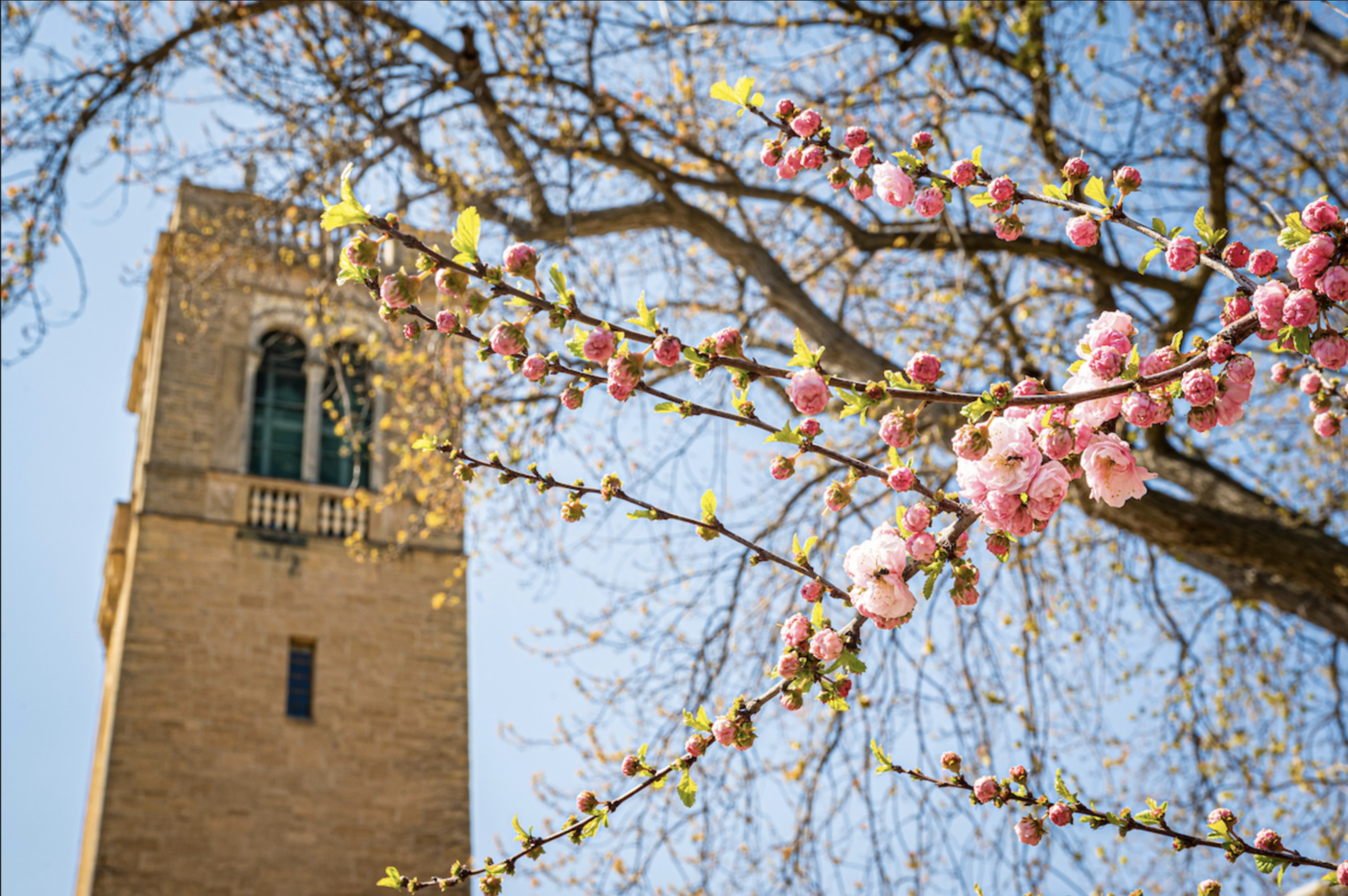 A photo of the carillon at UW–Madison.
